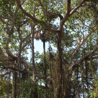 Ficus benghalensis L.